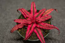 Bromeliad CRYPTANTHUS Ruby Star
