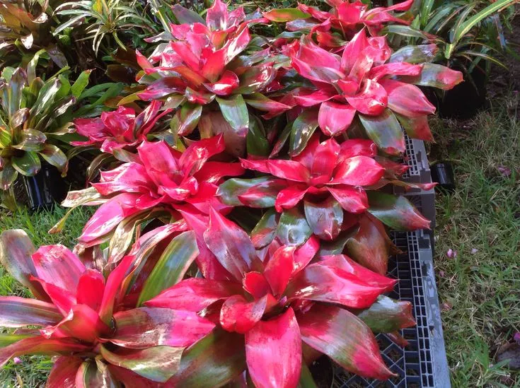 Bromeliad Magali