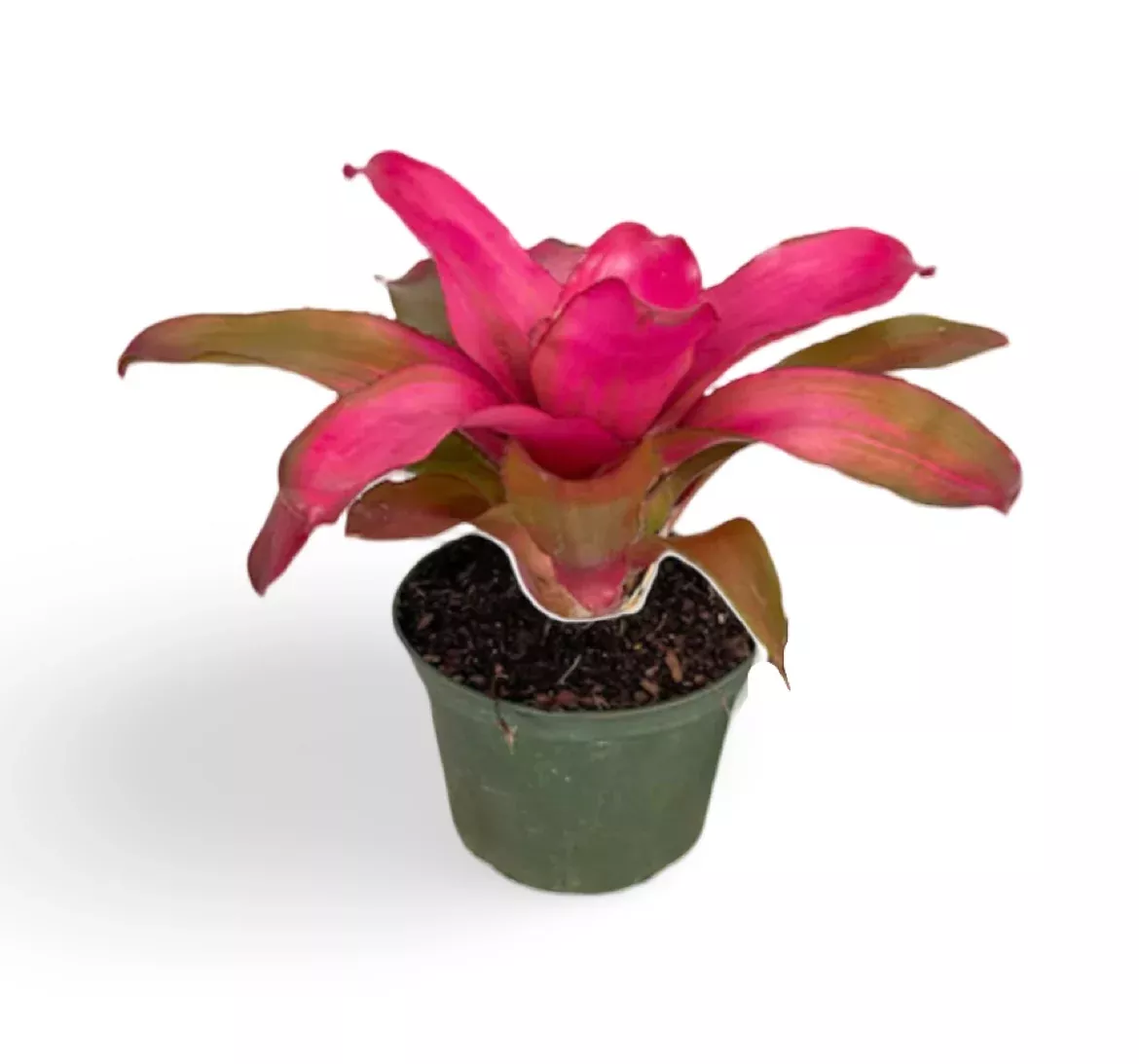 Bromeliad Neo Lila