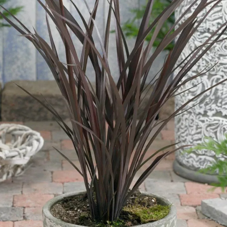 Bronze Flax