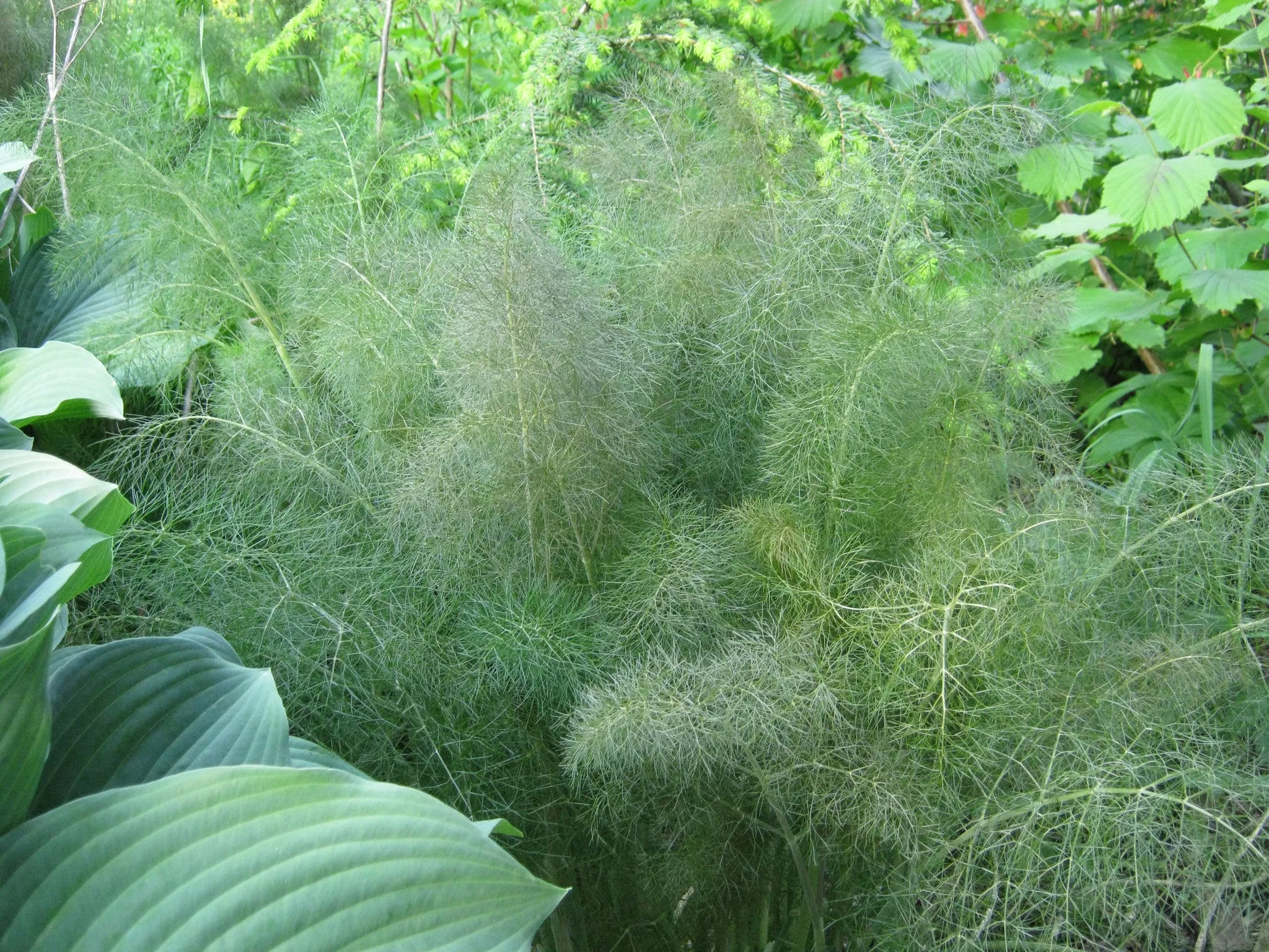 Bronze Organic Fennel Seeds
