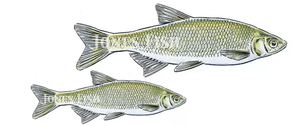 Brooder Golden Shiner Minnows