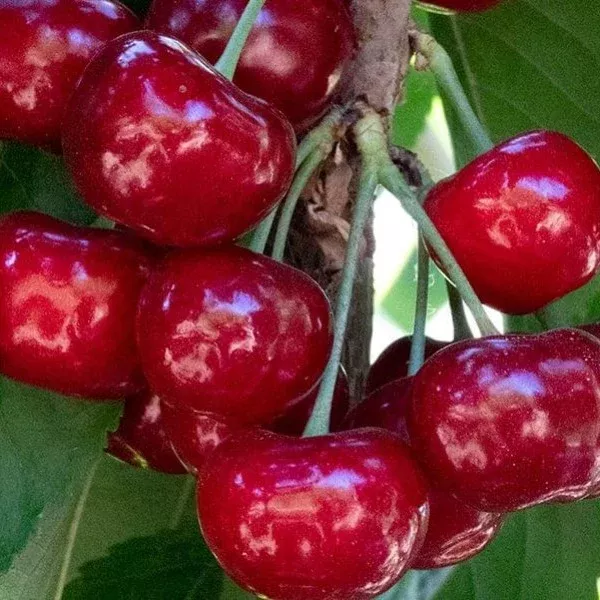 Brooks Cherry