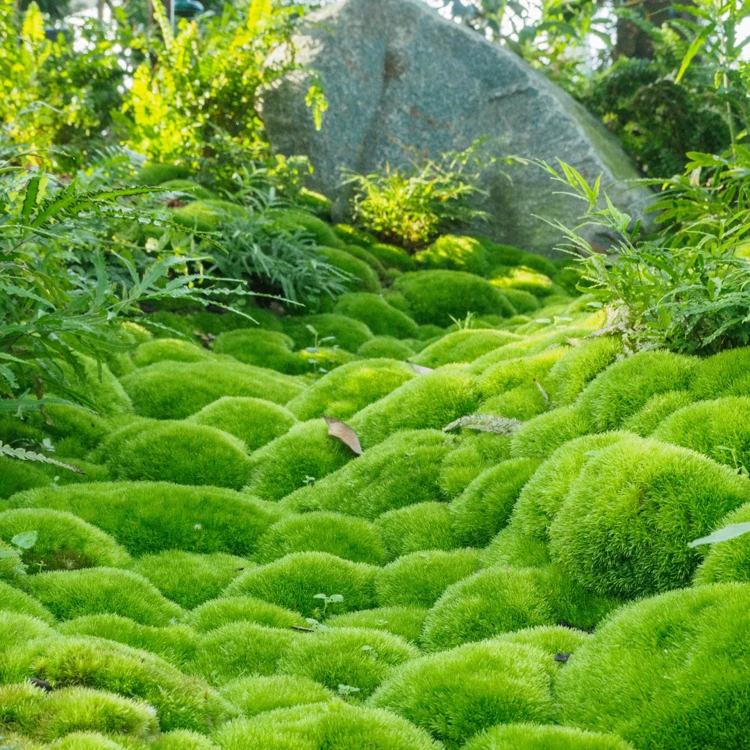 Broom Fork Moss (Dicranum scoparium) – Live Moss for Terrariums, Vivariums, and Natural Ground Cover