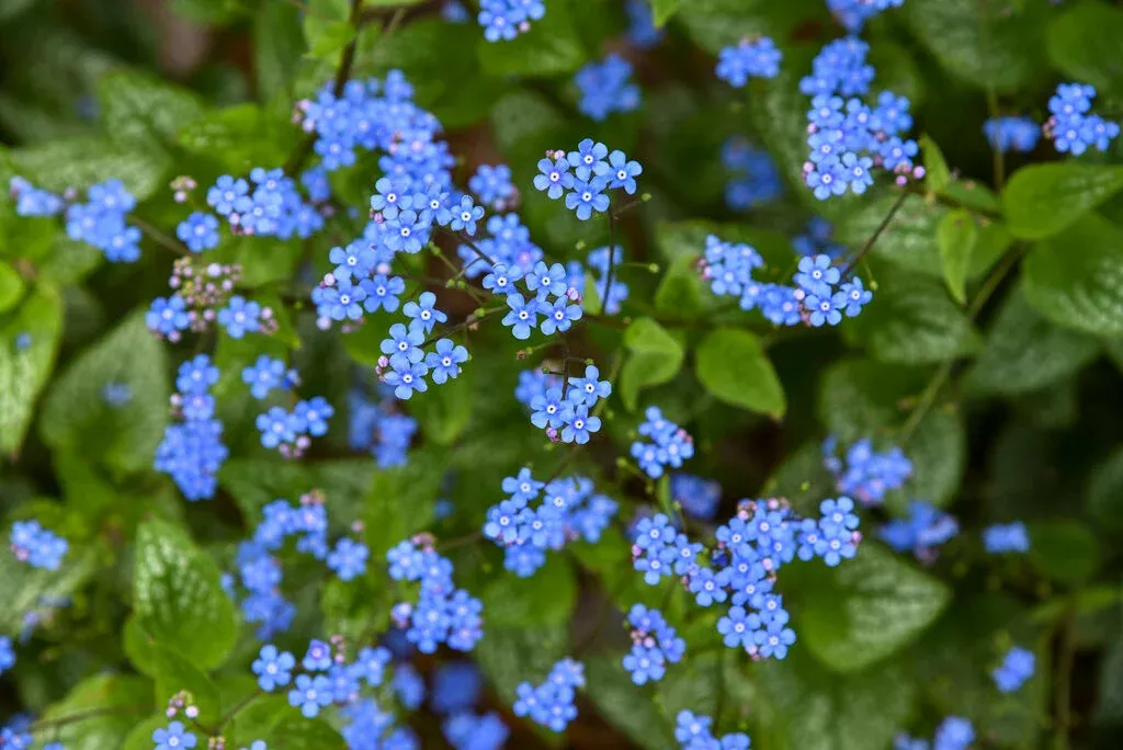 Brunnera 'Jack of Diamonds'