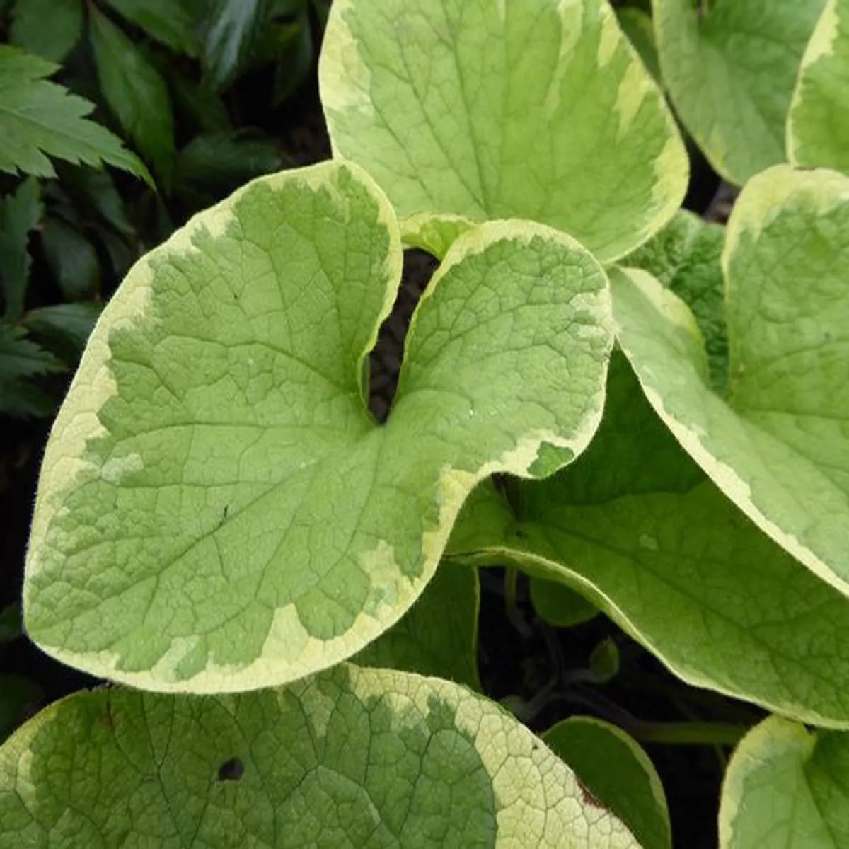 Brunnera macrophylla Hadspen CreamSiberian bugloss