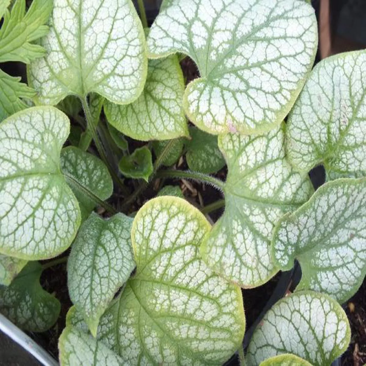 Brunnera macrophylla Jack FrostSiberian bugloss