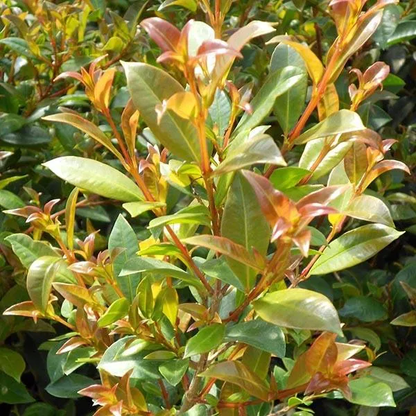 Brush Cherry - Eugenia myrtifolia