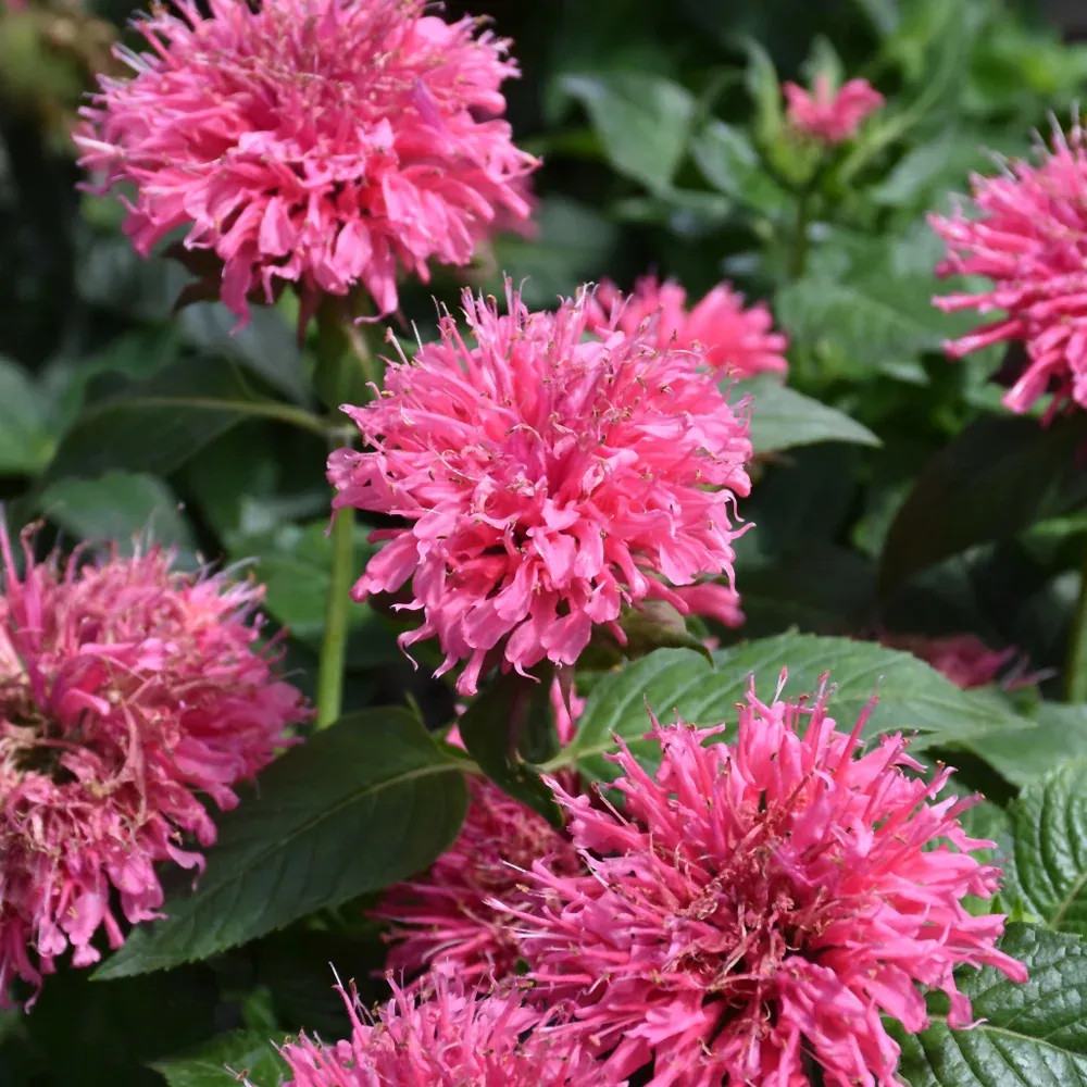 Bubblegum Blast Beebalm