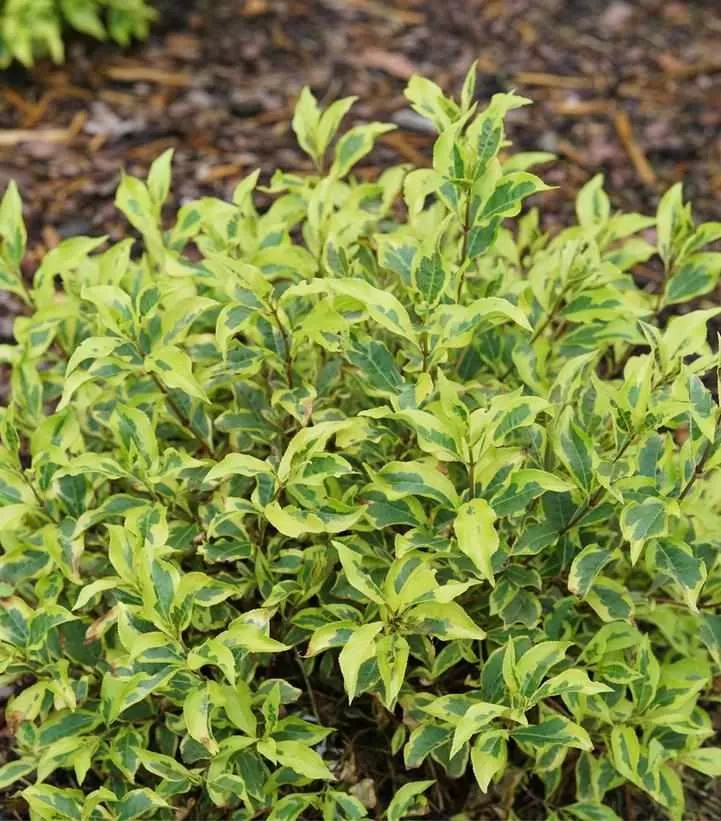 Bubbly Wine Weigela