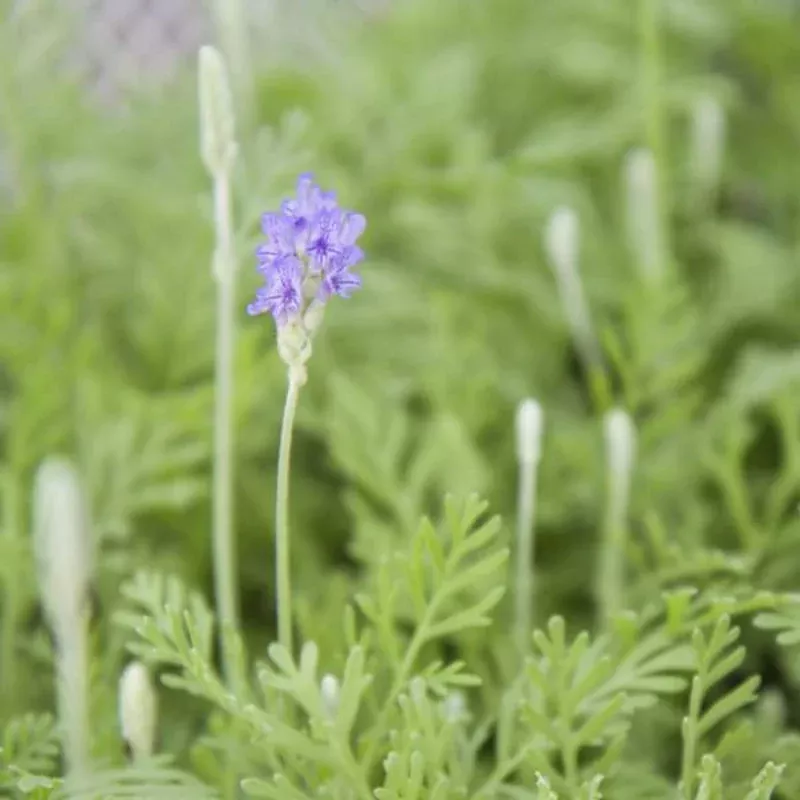 Bucii Pinnata Lavender Plant Plug (Lavandula bucii pinnata) – Fragrant Spikes for Mediterranean Gardens or Indoors.