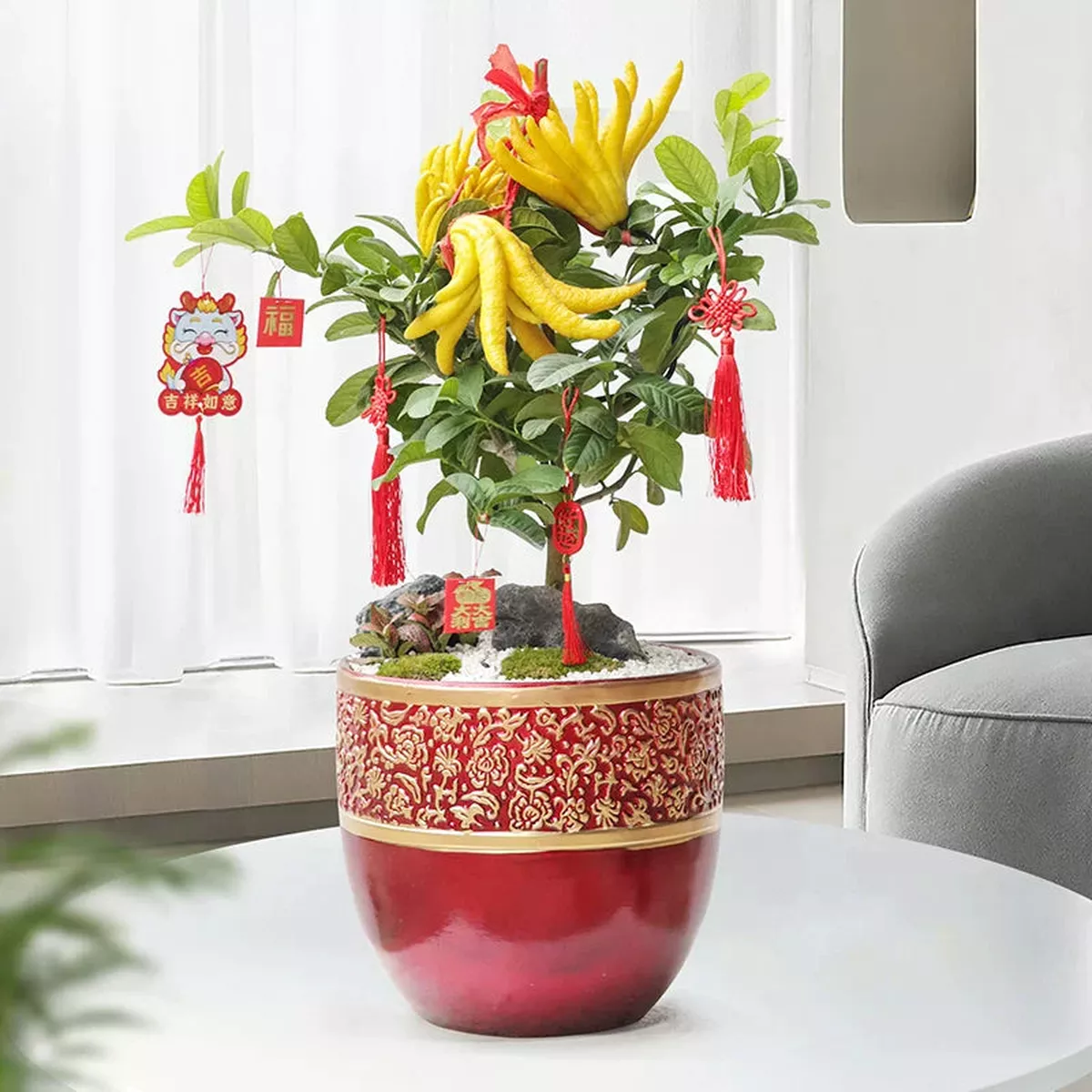 Buddhas Hand (Fingered Citron) – Red Pot