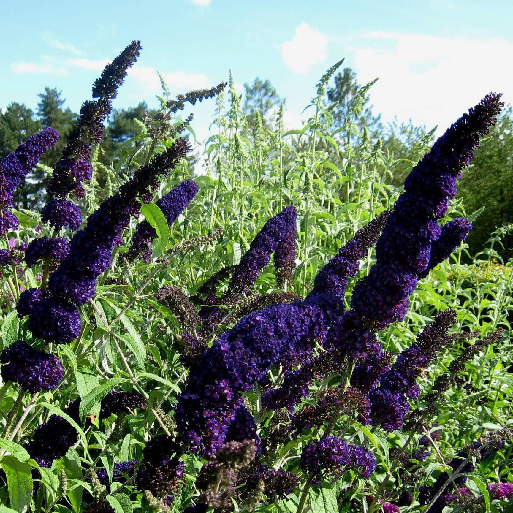 Buddleia 'Black Knight'- Black Knight Butterfly Bush