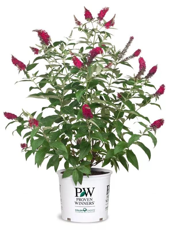 Buddleia Butterfly Bush Miss Molly - 2 Gallon