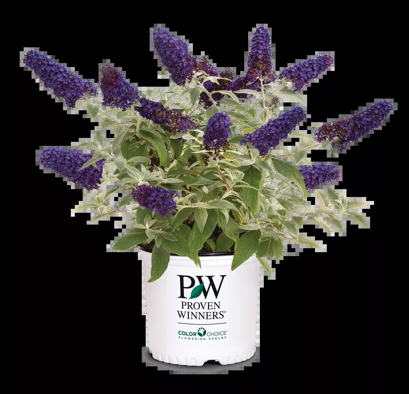 Buddleia Butterfly Bush Pugster Blue- 1 Gallon