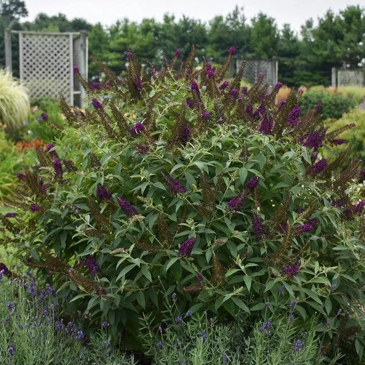 Buddleia 'Dark Dynasty' PP27,834- MONARCH Dark Dynasty Butterfly Bush
