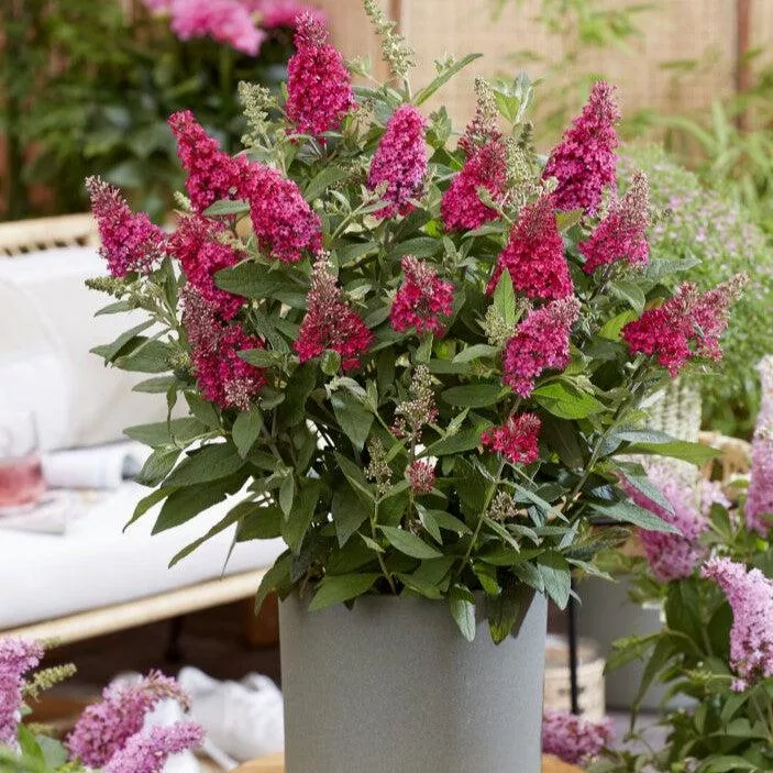 Buddleia davidii ‘BotEx 006’ PP34500- Butterfly Candy™ Li'l Raspberry™ Butterfly Bush
