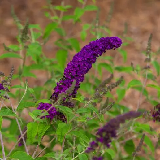 Buddleia davidii 'PIIBD-I' PP26,305- First Editions Groovy Grape™ Butterfly Bush