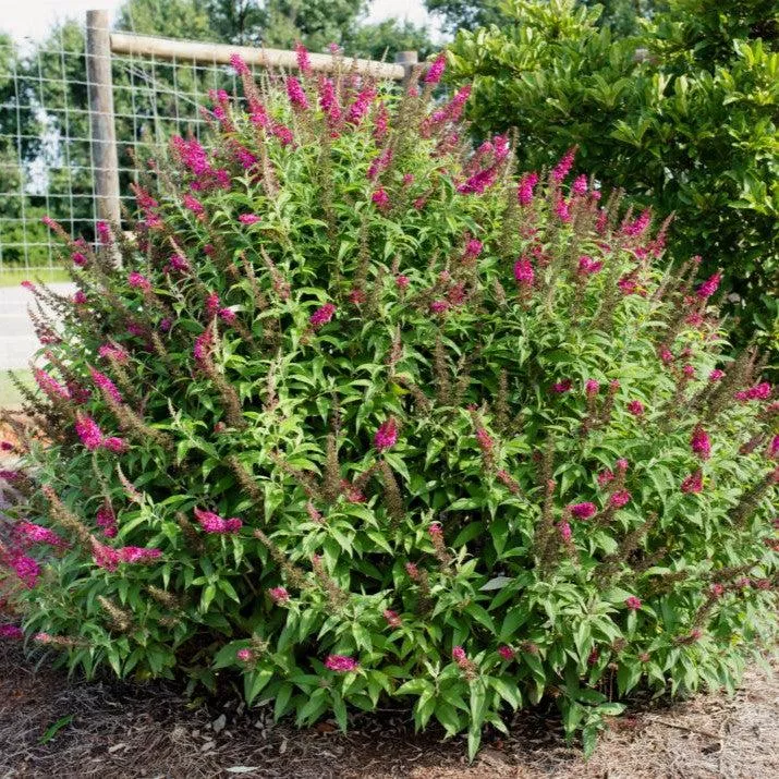Buddleia davidii 'PIIBD-II' PP26,278- First Editions Funky Fuchsia™ Butterfly Bush