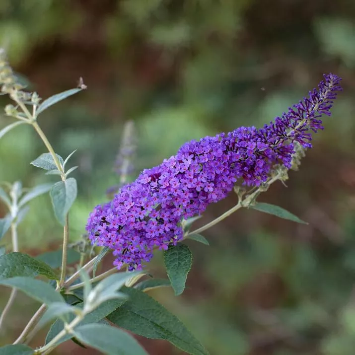 Buddleia davidii 'PIIBD-III' PP26,306- First Editions Psychedelic Sky™ Butterfly Bush