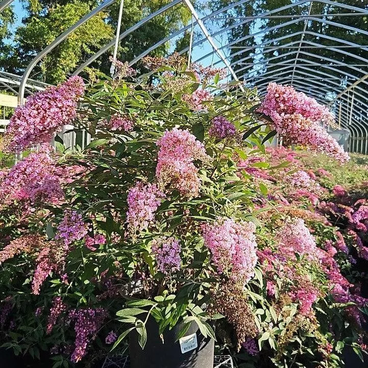Buddleia davidii 'Pink Cascade II'- Pink Cascade II Butterfly Bush