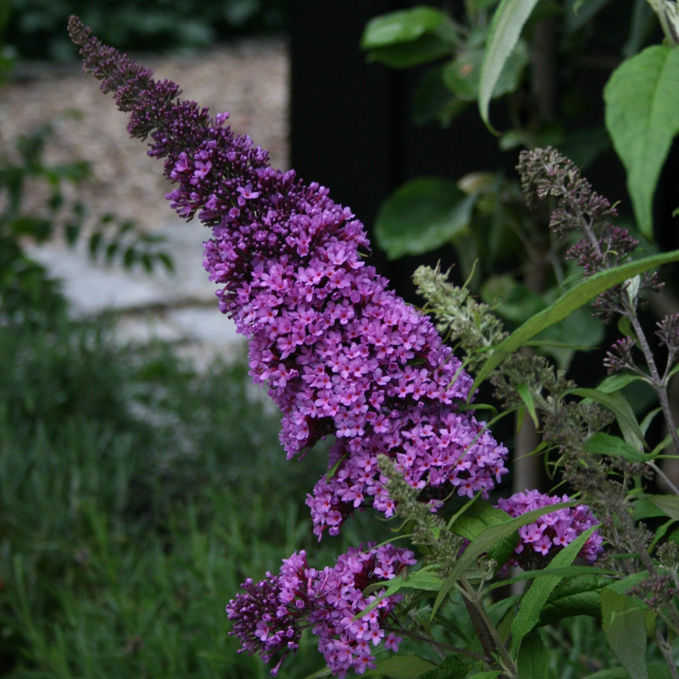 Buddleia davidii 'SMNBDBT' PP#28,794- Pugster Blue Dwarf Butterfly Bush