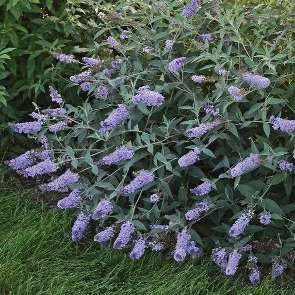 Buddleia 'Glass Slippers' PP27,832- MONARCH Glass Slippers Butterfly Bush