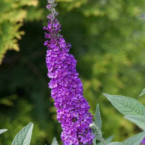 Buddleia Miss Violet - 2 Gallon Pot