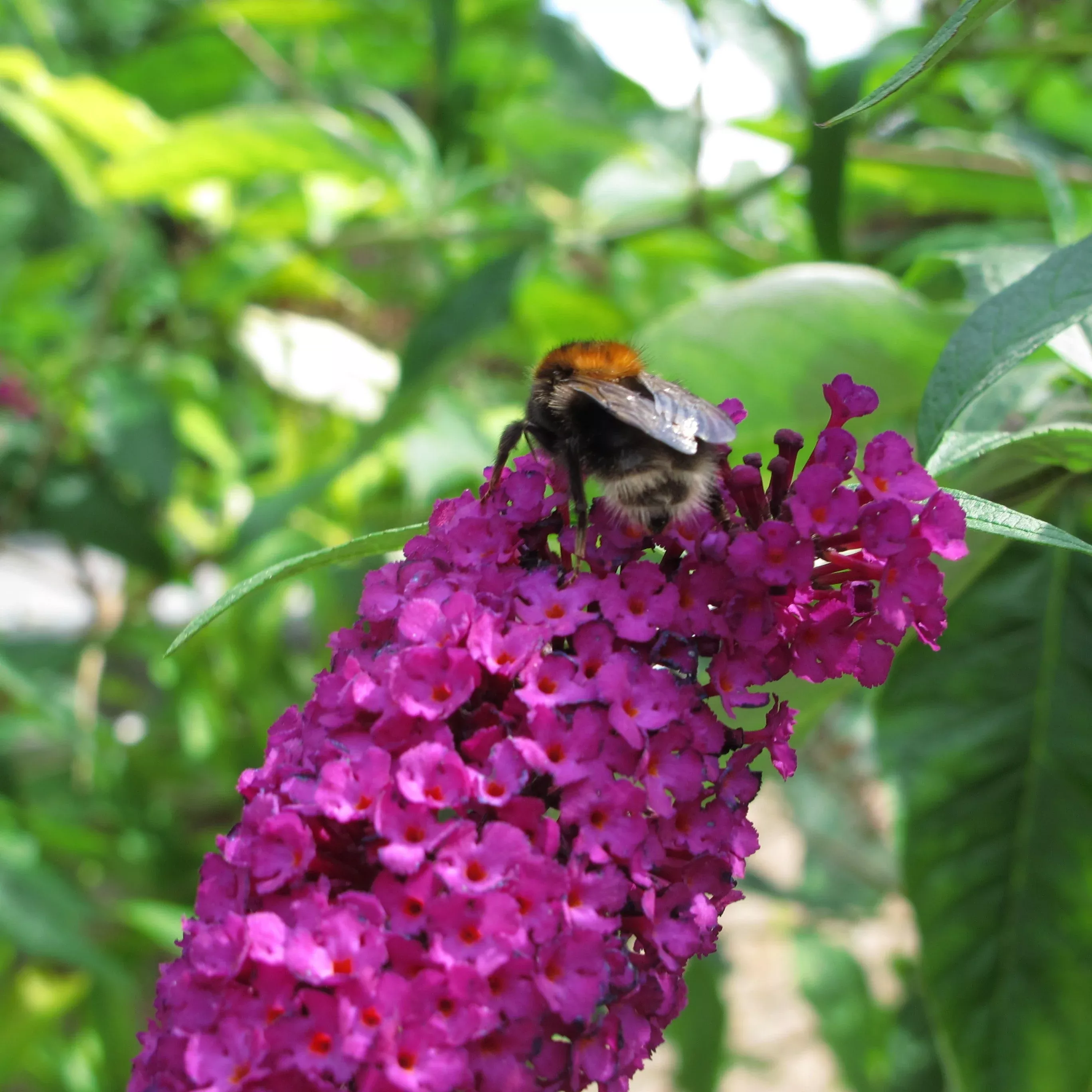 Buddleia 'PODvb3-30'- Bloomin' Easy Birthday Cake™ Butterfly Bush
