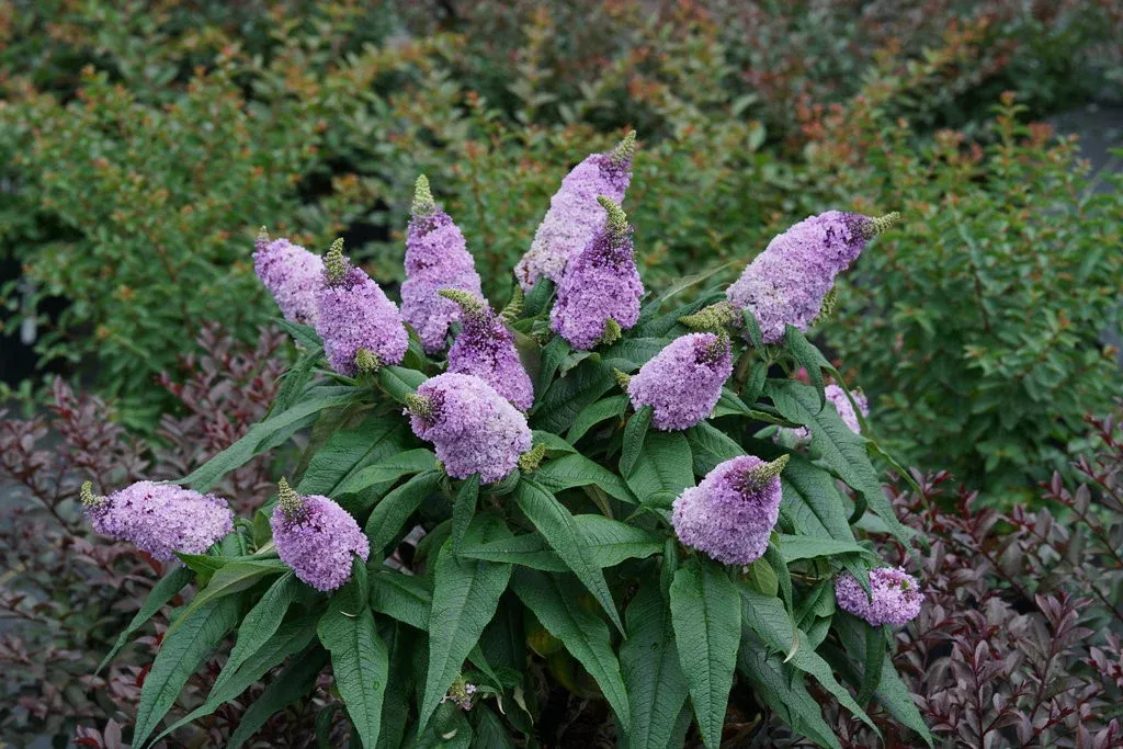 Buddleia 'Pugster Amethyst'