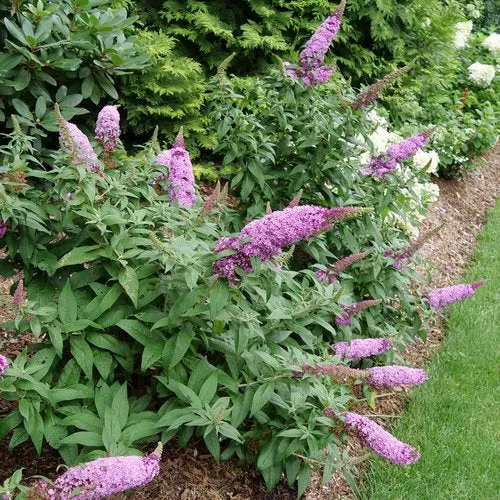 Buddleia Pugster Pinker - 2 Gallon Pot