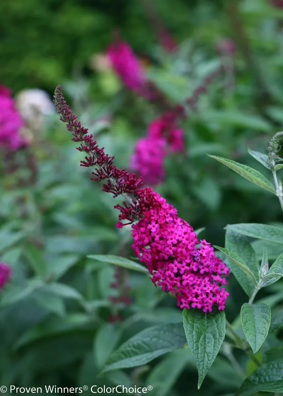 Buddleia x 'Miss Molly'