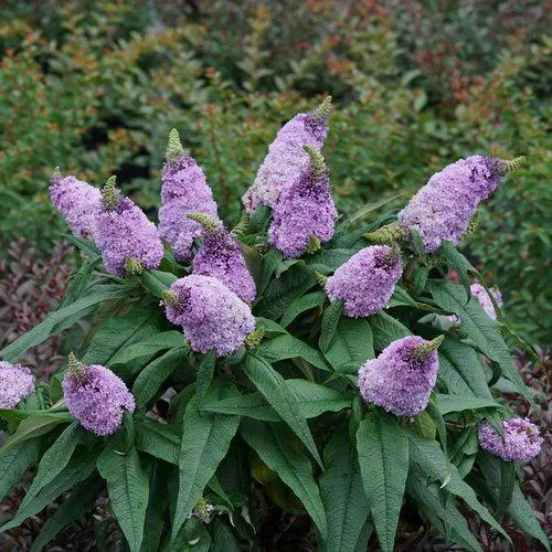 Buddleia x 'SMNBDL'- Pugster Amethyst Butterfly Bush
