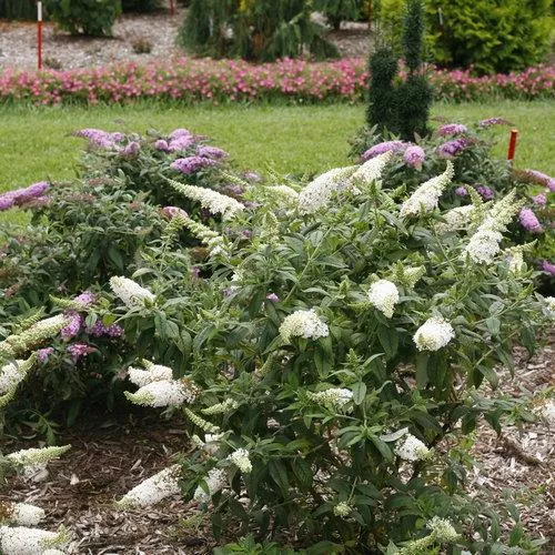 Buddleia x 'SMNBDW' PP 28,795- Pugster White Butterfly Bush