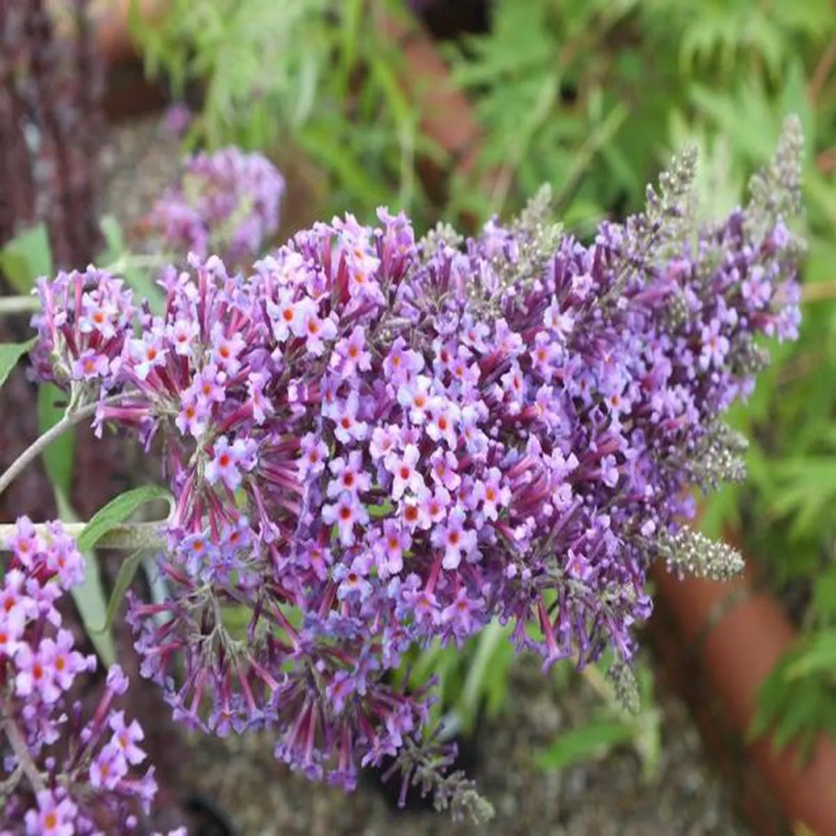 Buddleja davidii DartmoorButterfly Bush