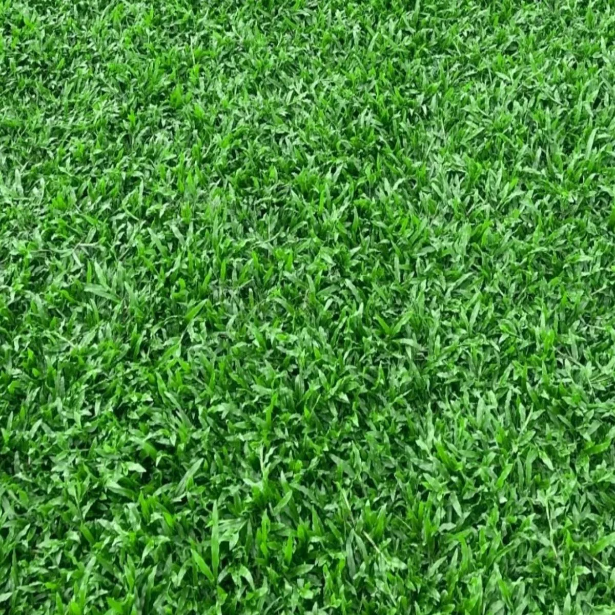 Buffalo Grass Seeds – 500 g / 20 sqm / 200 sqft