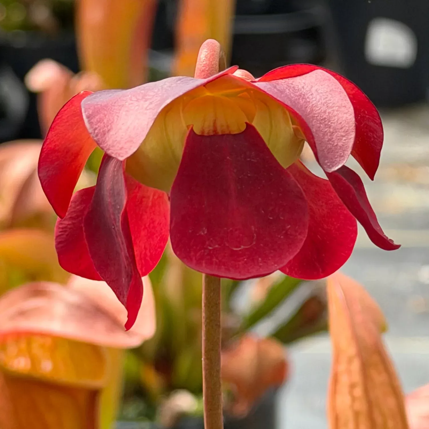 Bug Bat Pitcher Plant