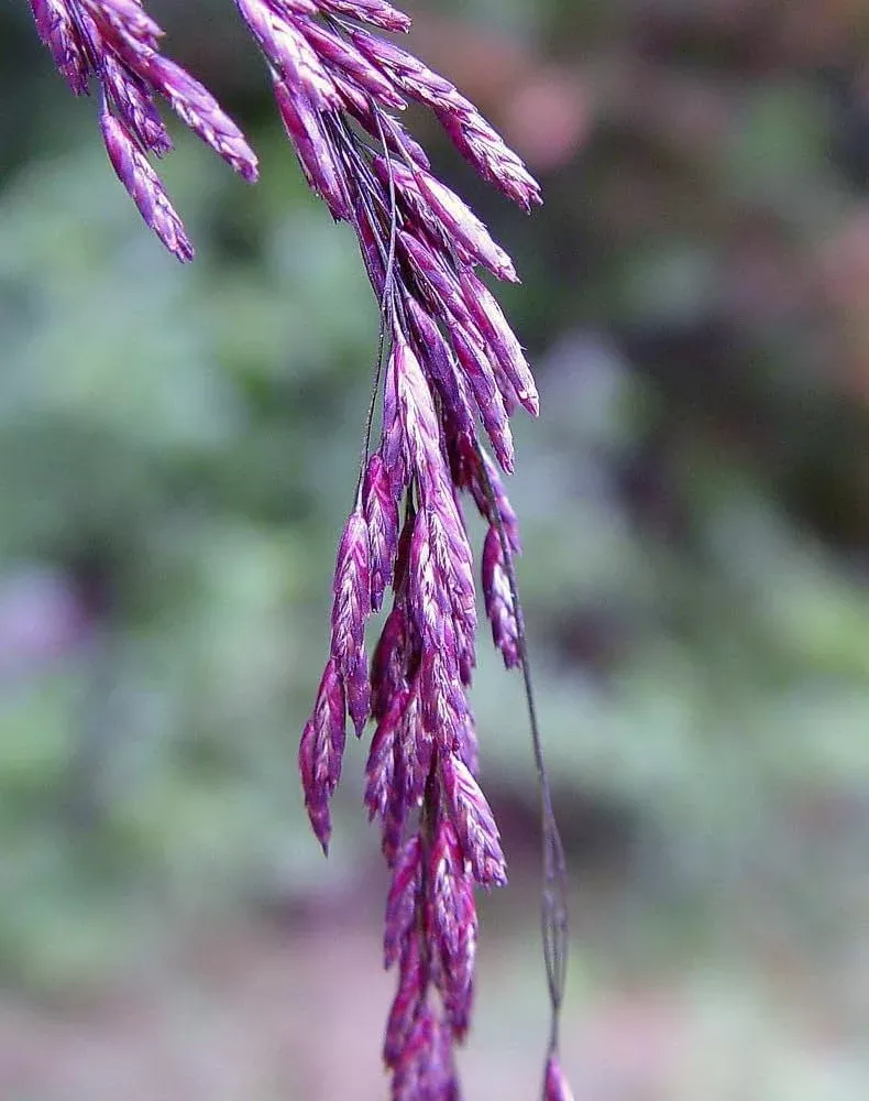 Bulk 200 Native Purple Top Grass Seeds, Tridens Flavus, Ornamental Grasses, TD202C