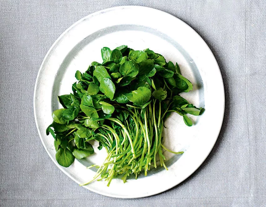 Bulk 200 Organic Watercress Seeds, True Watercress, Nasturtium Officinale NA202C