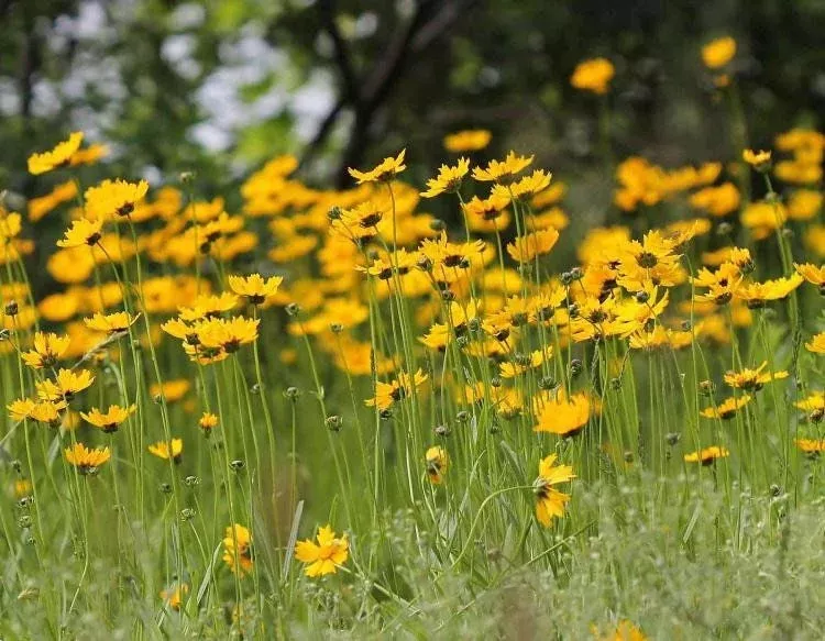 Bulk 2000 Coreopsis Leavenworthii Seeds, Renamed Coreopsis Floridana, Native US, North American Wildflowers, Florida State Wildflower,CO422M