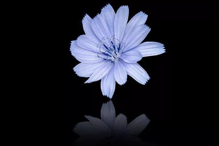 Bulk Blue Chicory Seeds, Coffee Substitute, Medicinal Herb, Cichorium intybus CI011C