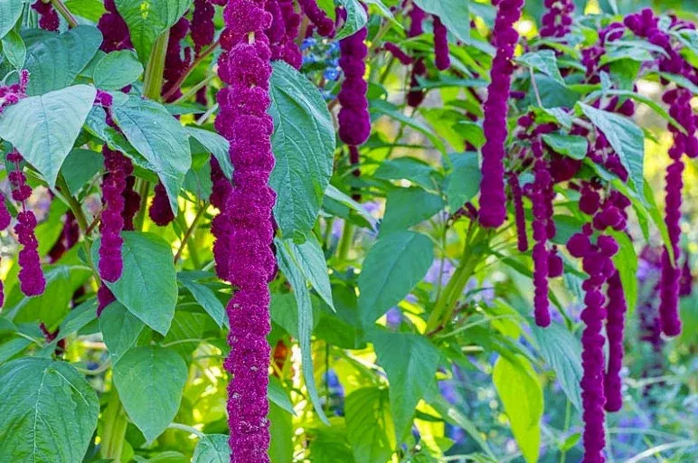 Bulk Dreadlock Amaranth Seeds, Ancient Grain, Hot Climate, Very nutritious grain, Amaranthus caudatus gibbosus AM011C