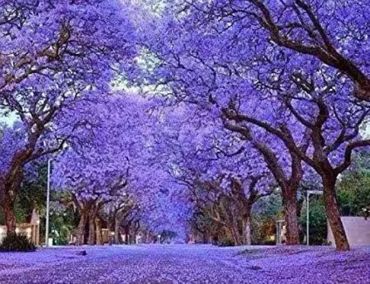 Bulk Empress Tree seeds, Paulownia Tormentosa, Princess Tree, PW011C