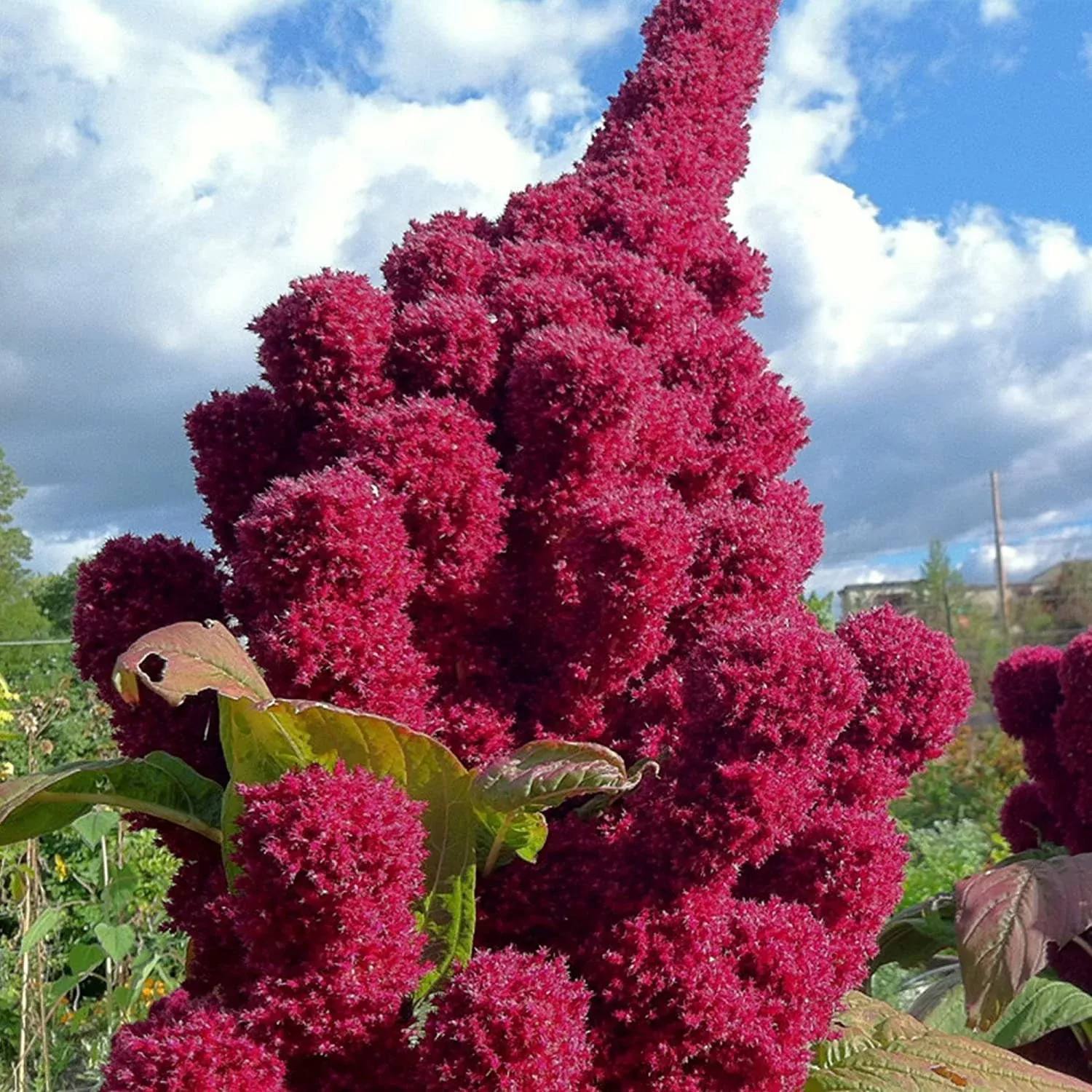 Bulk Enormous Elephant Head Amaranth Seeds, Ancient Grain, Hot Climate, Very nutritious grain, Amaranthus Gangeticus AM021C