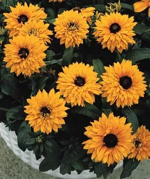 Bulk Goldilocks Black Eyed Susan Seeds, Rudbeckia Hirta RU071C
