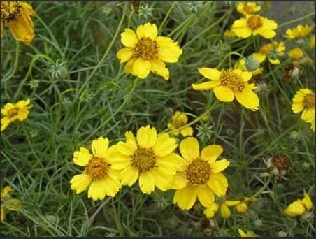 Bulk Navajo Tea Seeds, Greenthread, Thelesperma Filifolum, Medicinal Plants TL011C