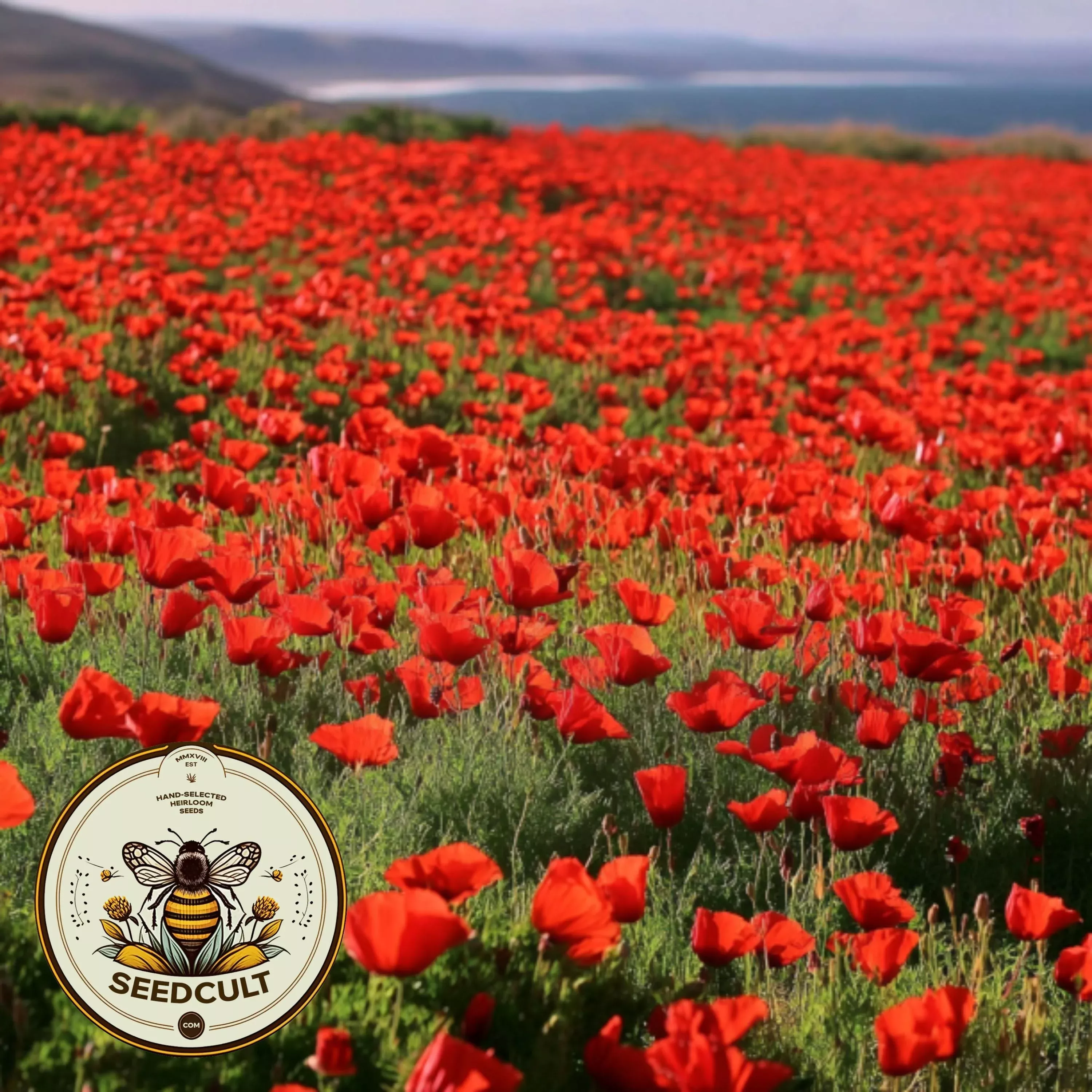 Bulk Red Chief California Poppy Seeds, Eschscholzia Californica, Red Poppies EZ055C