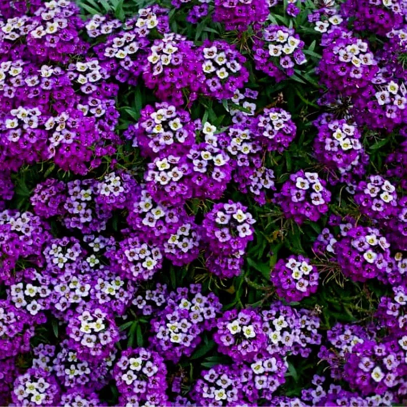 Bulk Royal Carpet Sweet Alyssum Seeds, Lobularia Maritima LO015C