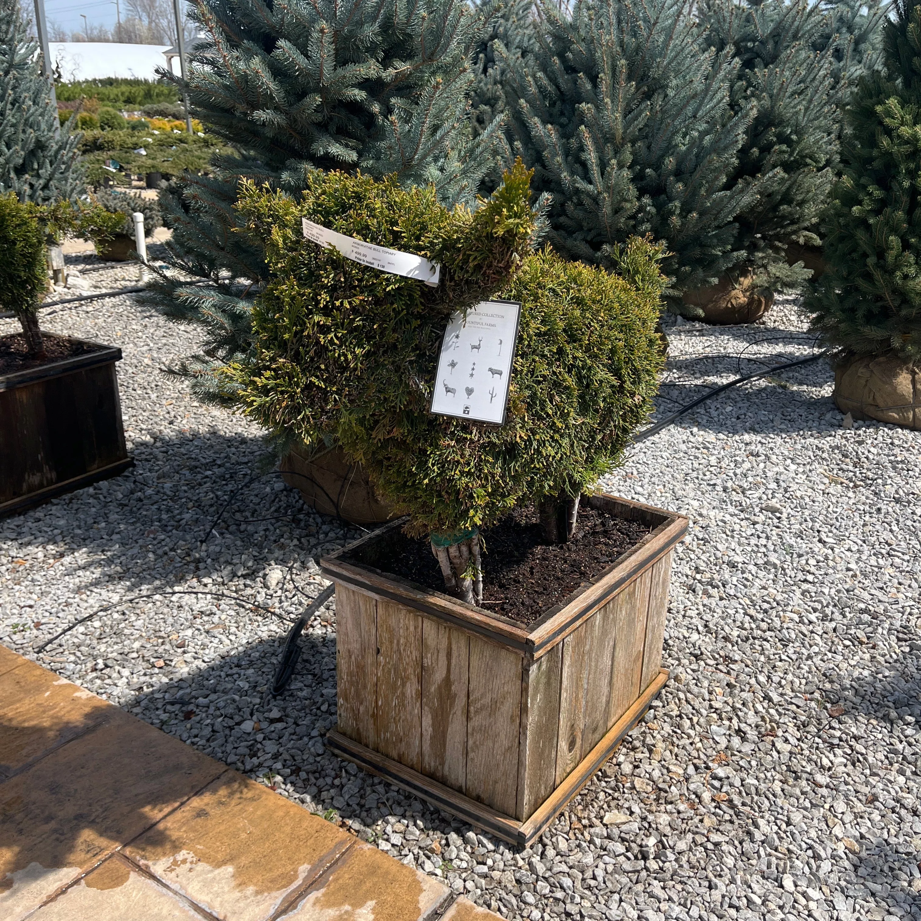 Bull Arborvitae (Topiary) - Thuja occidentalis - Boxed Evergreen