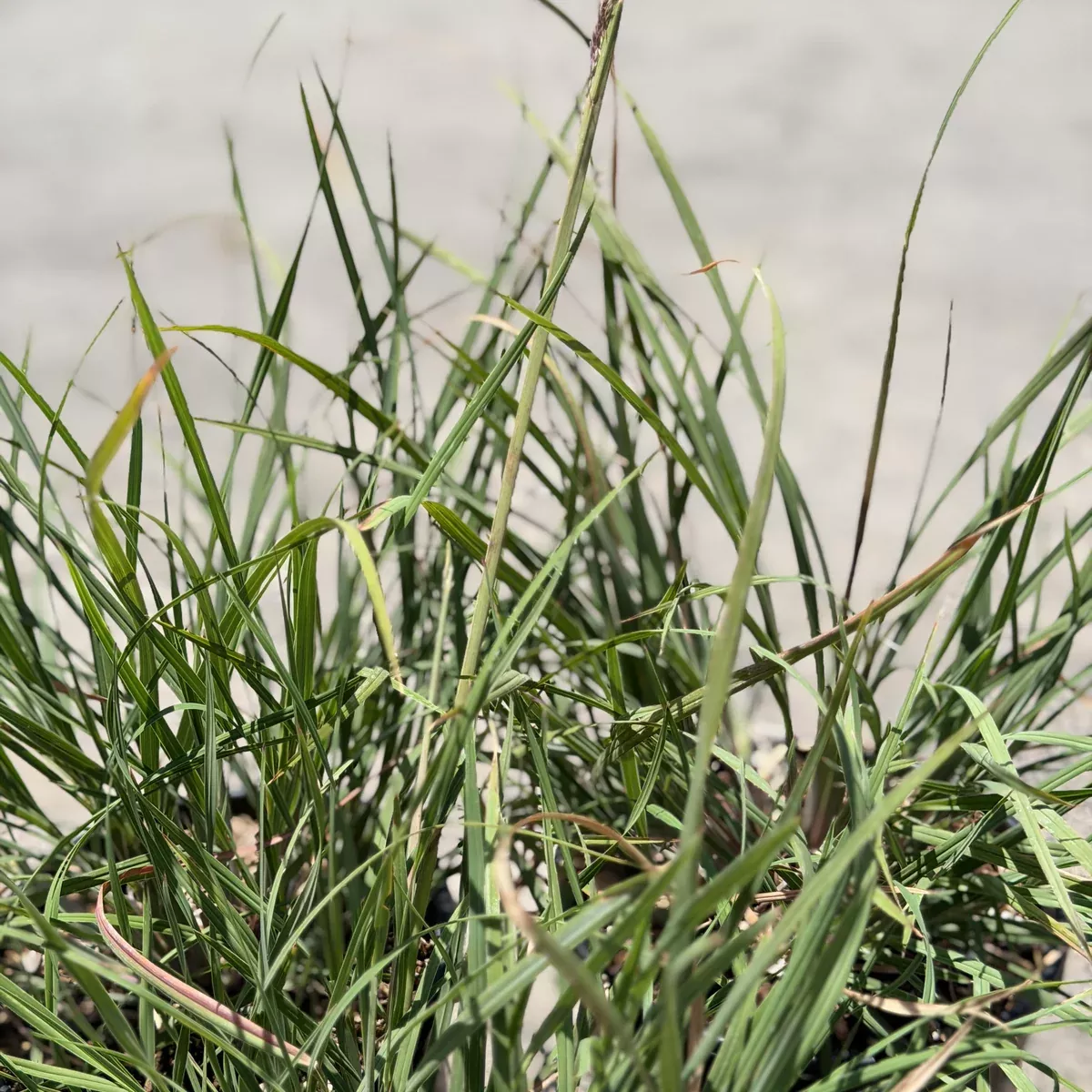 Bull Grass
